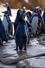 Watch Meet the Penguins Zoechip
