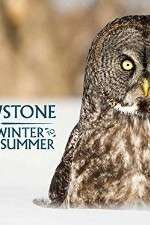 Watch Yellowstone Wildest Winter to Blazing Summer Zoechip