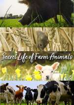 Watch Secret Life of Farm Animals Zoechip