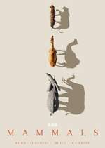 Watch Mammals Zoechip