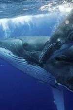 Watch Big Blue Live Zoechip