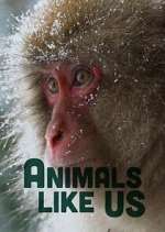 Watch Animals Like Us Zoechip