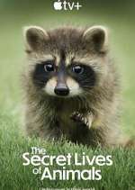 Watch The Secret Lives of Animals Zoechip