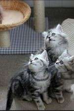 Watch The Secret Life of Kittens Zoechip