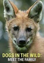 Watch Dogs in the Wild: Meet the Family Zoechip