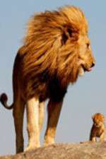 Watch Lions On The Move Zoechip