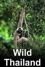 Watch Wild Thailand Zoechip