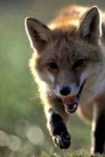Watch Fox Wars Zoechip