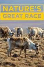 Watch Nature's Great Race Zoechip