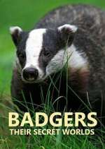 Watch Badgers: Their Secret Worlds Zoechip