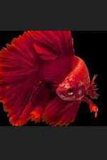 Watch Thailand: Earth's Tropical Paradise Zoechip