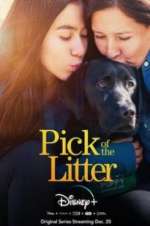 Watch Pick of the Litter Zoechip