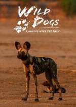 Watch Wild Dogs: Running with the Pack Zoechip