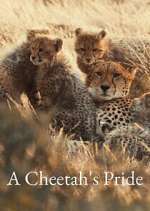 Watch A Cheetah\'s Pride Zoechip