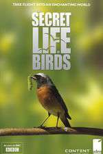 Watch Iolo's Secret Life of Birds Zoechip