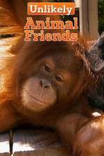 Watch Unlikely Animal Friends Zoechip
