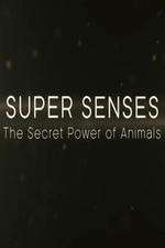 Watch Super Senses The Secret Power of Animals Zoechip