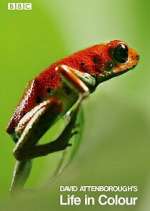 Watch Attenborough's Life in Colour Zoechip