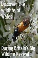 Watch Britain's Big Wildlife Revival Zoechip