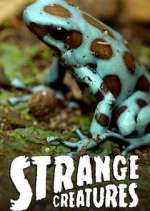 Watch Strange Creatures Zoechip