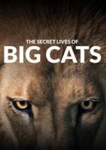 Watch The Secret Lives of Big Cats Zoechip
