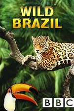 Watch Wild Brazil Zoechip
