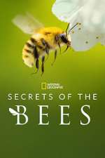 Watch Secrets of the Bees Zoechip