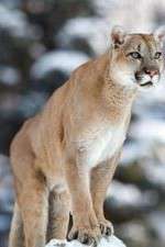 Watch Race of Life Zoechip