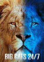 Watch Big Cats 24/7 Zoechip