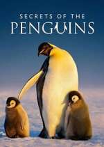 Watch Secrets of the Penguins Zoechip