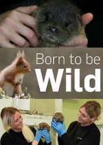 Watch Born to Be Wild Zoechip