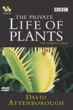 Watch The Private Life of Plants Zoechip