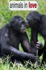 Watch Animals in Love Zoechip