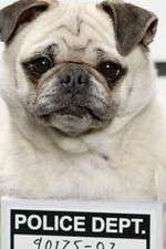 Watch Secret Life of Dogs Zoechip