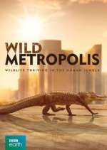 Watch Wild Metropolis Zoechip