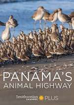 Watch Panama's Animal Highway Zoechip
