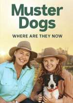 Watch Muster Dogs: Where Are They Now? Zoechip