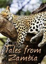Watch Tales from Zambia Zoechip