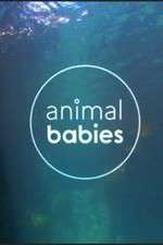 Watch Animal Babies Zoechip
