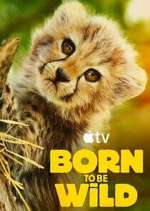 Watch Born to Be Wild Zoechip