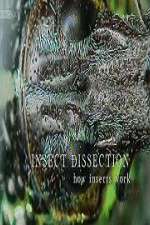 Watch Insect Dissection How Insects Work Zoechip