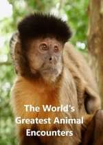Watch World's Greatest Animal Encounters Zoechip