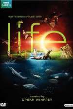 Watch Life Zoechip