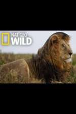 Watch Animal ER Live Zoechip