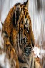 Watch Operation Snow Tiger Zoechip