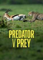 Watch Predator v Prey Zoechip