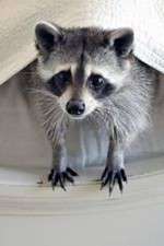 Watch Ingenious Animals Zoechip