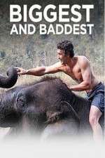Watch Biggest and Baddest Zoechip