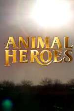 Watch Animal Heroes Zoechip
