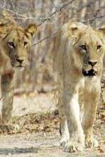 Watch Lion Country: Night and Day Zoechip